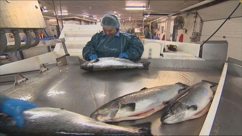 salmon rolling off the processing line, with a worker in the background.