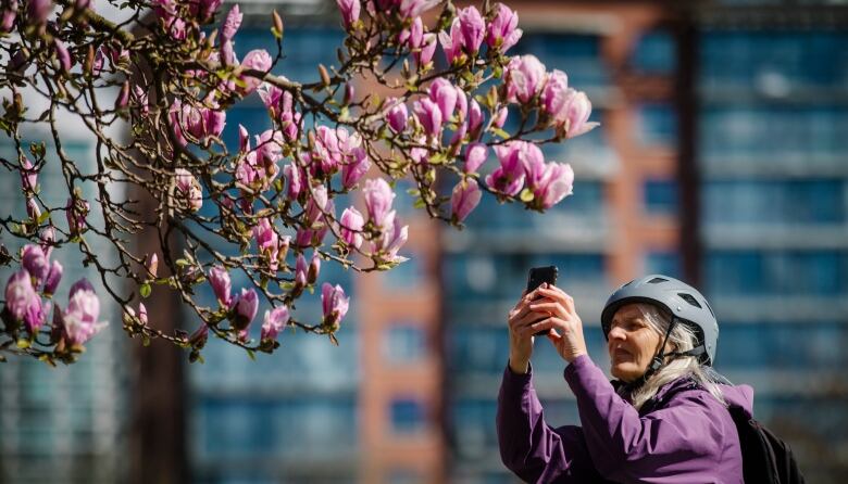 A woman takes a picture of a Magnolia in bloom