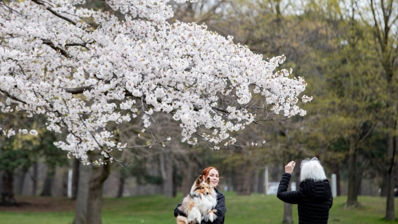 A woman holds her dog while another woman takes a picture of them standing in front of cherry blossoms at Toronto's High Park during peak bloom.