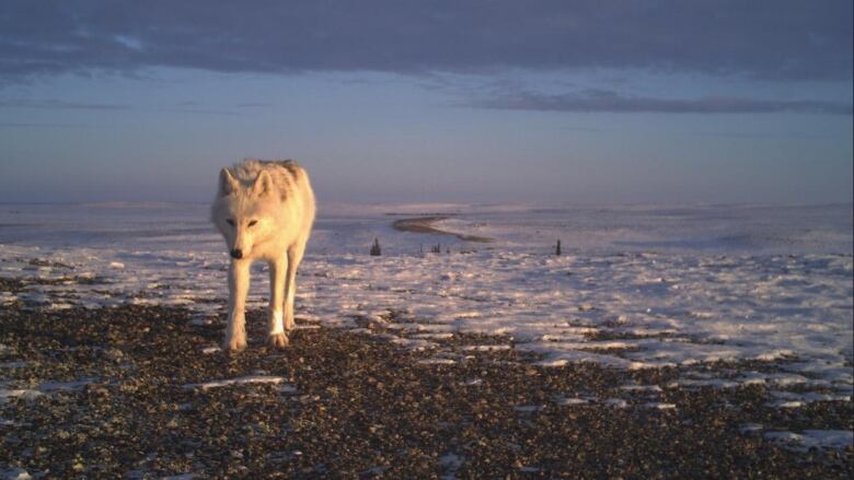 A wolf on the tundra