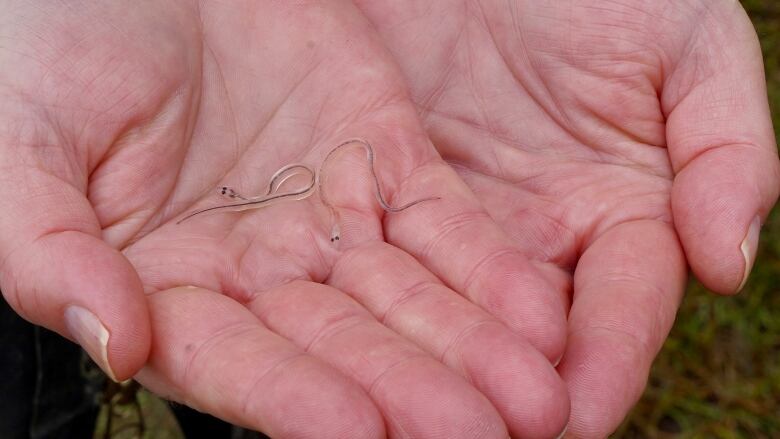 Baby eels are shown in someone's hands