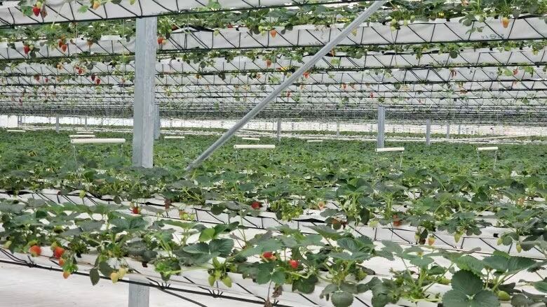 Inside view of a vertical farm growing strawberries.