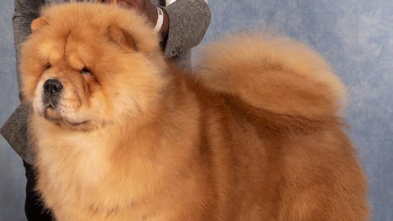 Mars the chow chow is off to New York City to compete in the 147th Westminster Kennel Club Dog Show this weekend.