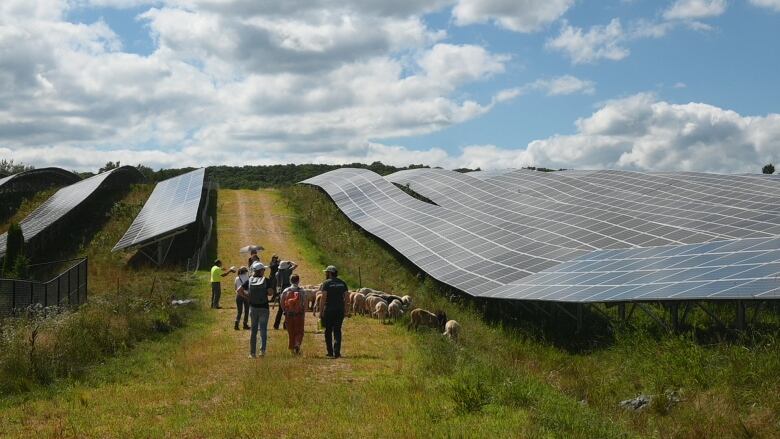 sheep grazing between solar panels on a farm