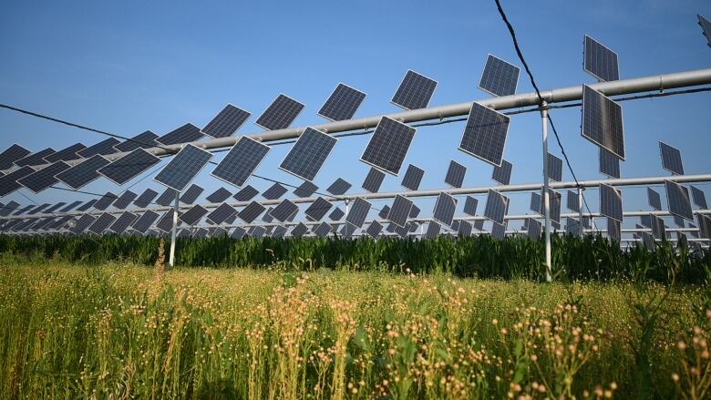 solar panels in a field