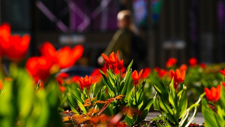 A box of blooming red tulips in the sun.