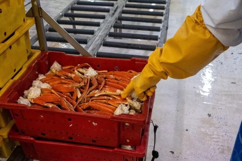 A yellow gloved hand points to a red box filled with crab legs.