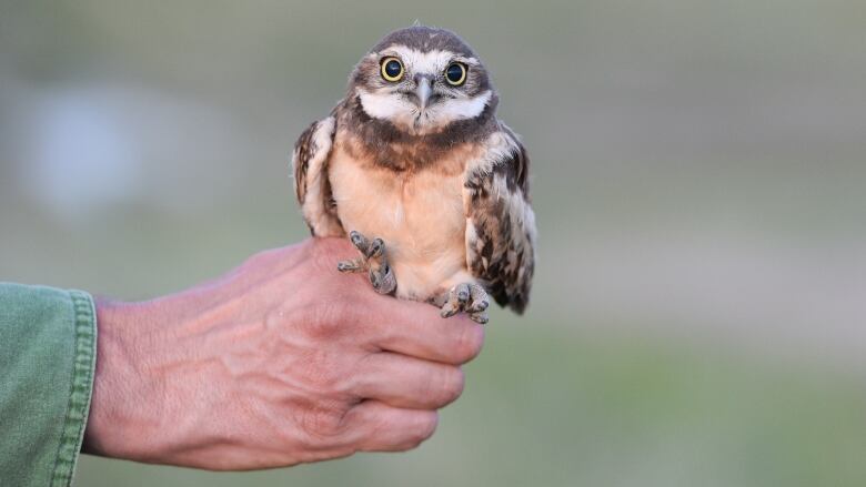 A burrowing owl perched on someone's hand.