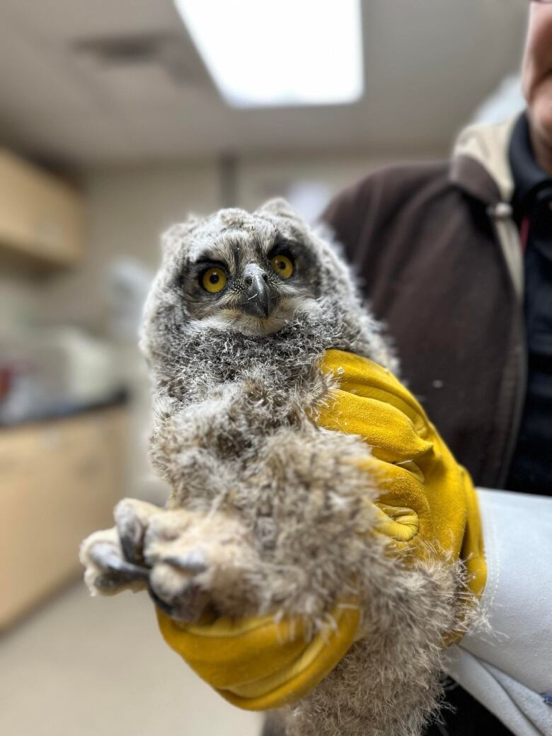 A baby great horned owl is held up in a person's yellow-gloved hand to the camera to have their picture taken.