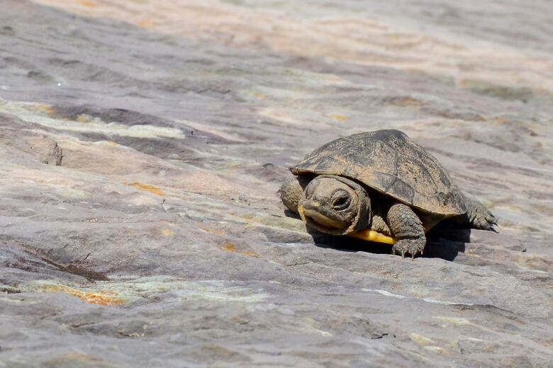 A Blanding Turtle Hatchling crawling on a rocky surface