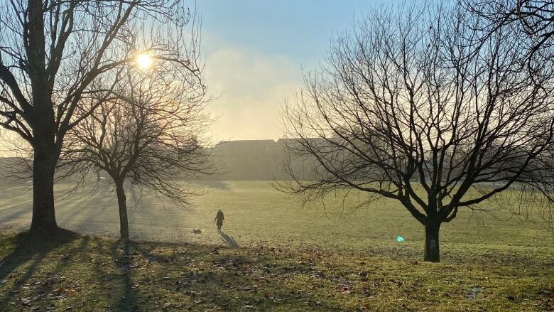 A person walks a dog in a park with trees. 