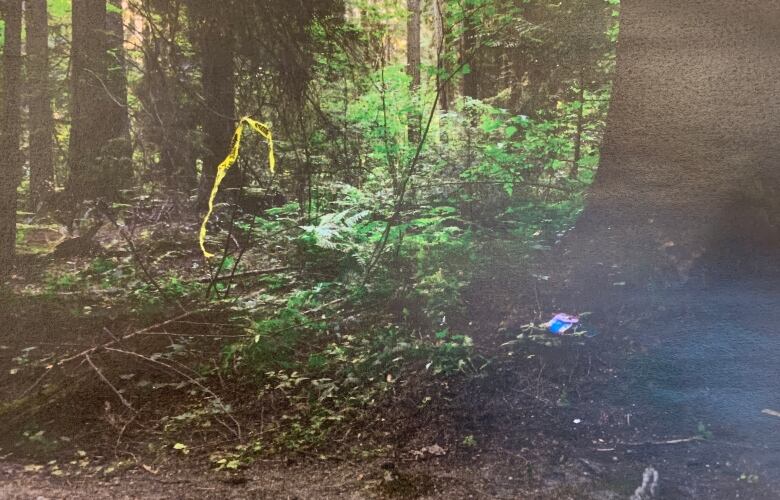 A short yellow piece of police tape is affixed to a tree.