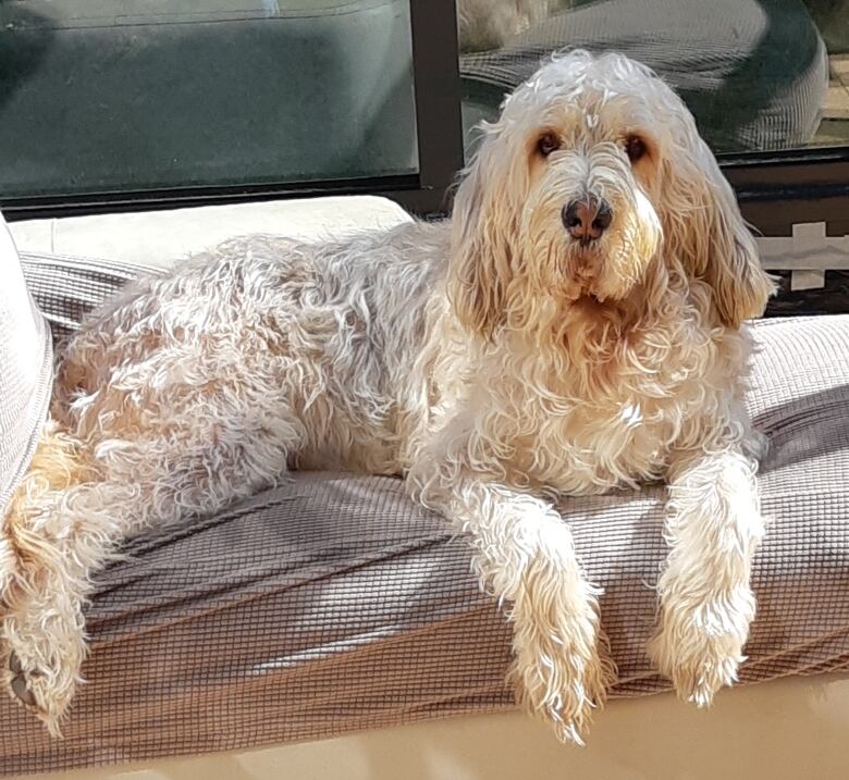 A fluffy white dog sits on a patio couch outdoors.