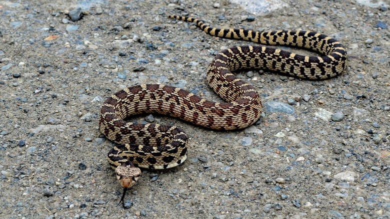 A snake moves on the ground, with its tongue sticking out.