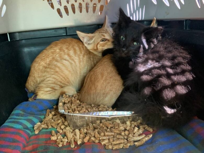 Three kittens sit huddled together in the back of a cat carrier. 