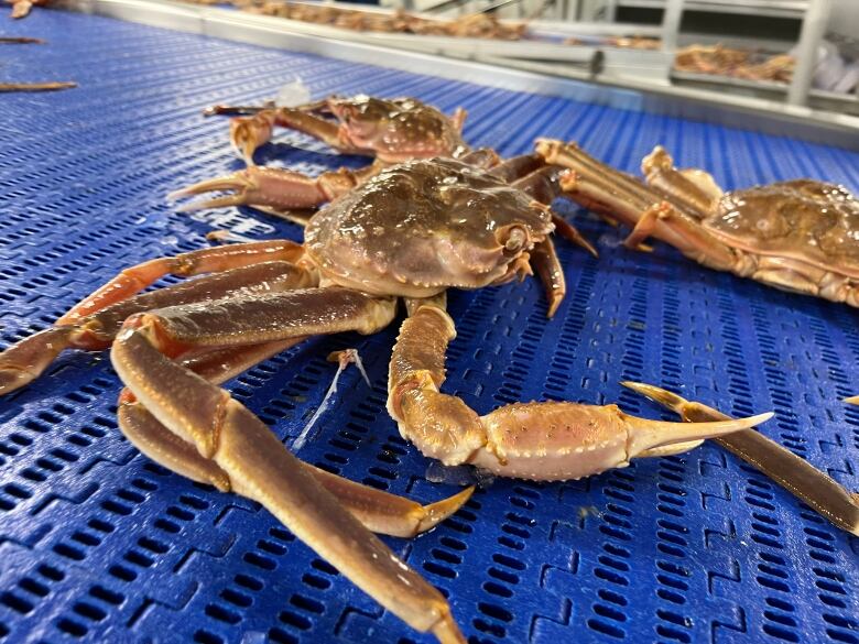 a snow crab on the processing line