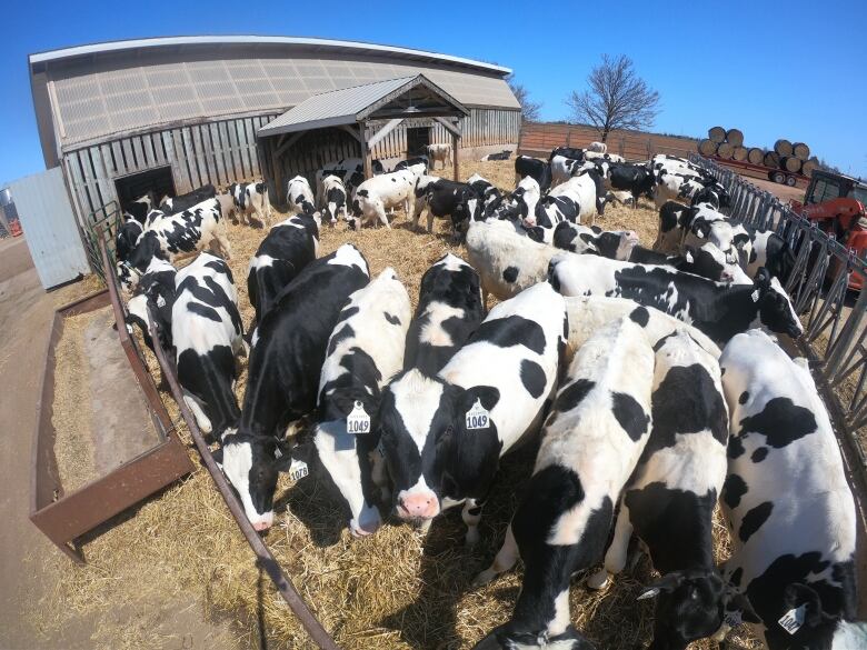 About 30 cows crowd around to investigate the camera in an outdoor pasture at Tiny Acres Holsteins. A tractor and some of the Bryantons' fields are visible in the background.