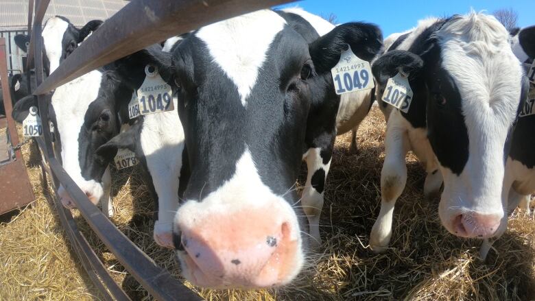 Four black and white dairy cows huddle to get a closer look at the camera. They're standing in straw and their barn is visible in the background.