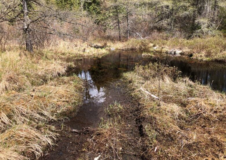 A brownish river or stream passes through a grassy and wooded area.