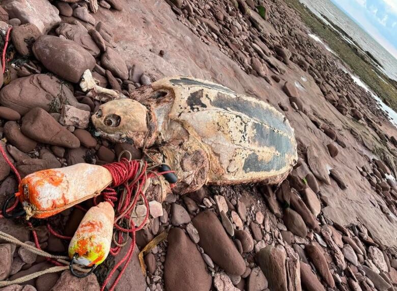 The decomposing body of a turtle, with some rope tied to its neck, lies on a rocky shore.