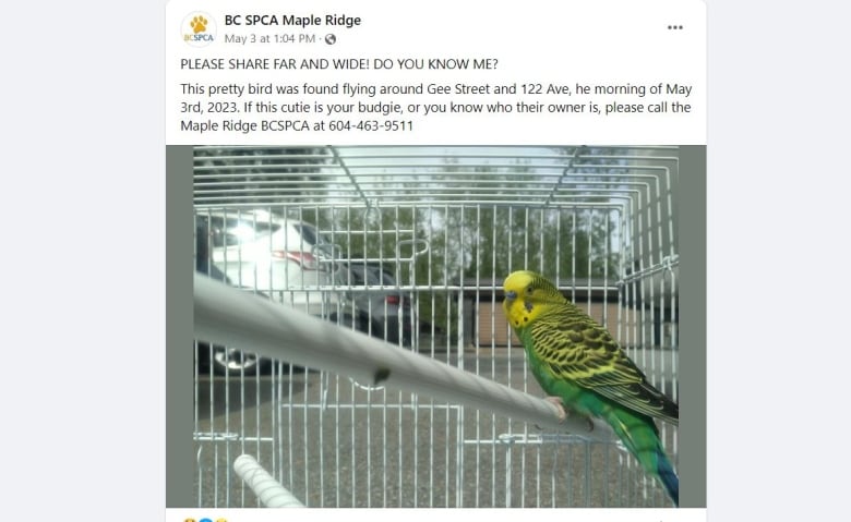 A budgie stares directly at the camera from a cage below a Maple Ridge SPCA caption that reads: PLEASE SHARE FAR AND WIDE. DO YOU KNOW ME?