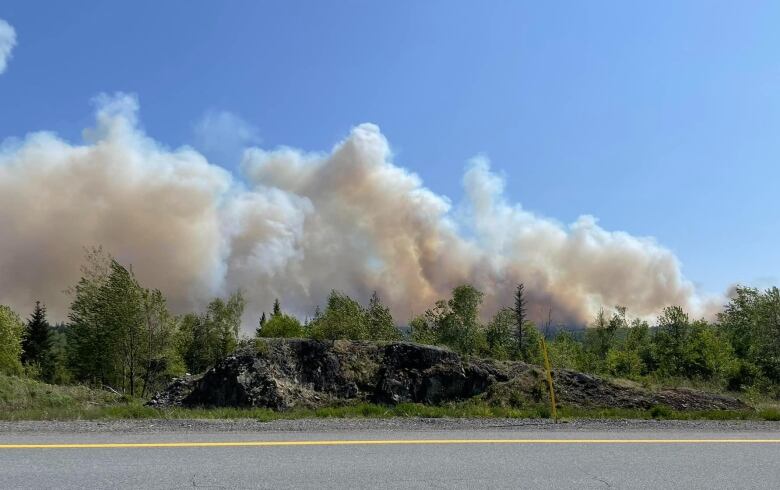 A line of trees with puffs of smoke above them