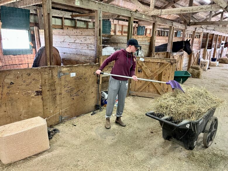 A person in a stable prepares hay in a wheelbarrow. Horses can be seen in stalls behind.