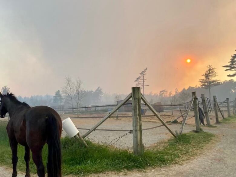 A horse stands on a farm with the sun shining through a smoky haze behind it.