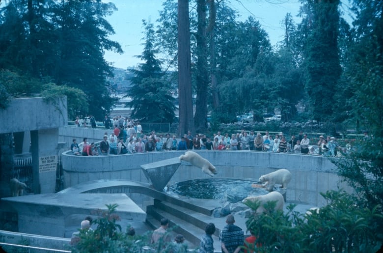 A 1963 photo of the polar bear enclosure at the Vancouver Zoo in Stanley Park. It was shut down in 1996, and the last polar bear died in 1997. 