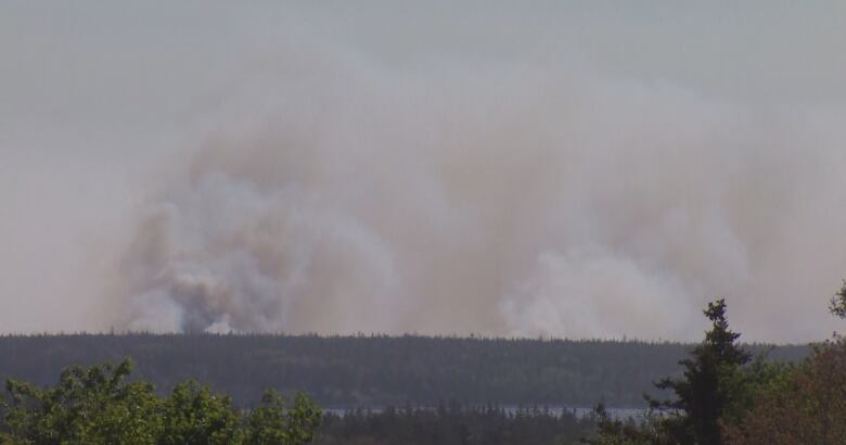 Heavy smoke billows over trees