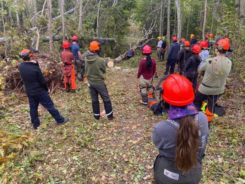 17 helmeted people stand with their backs to the camera in the forest as they listen to a chainsaw demonstration.