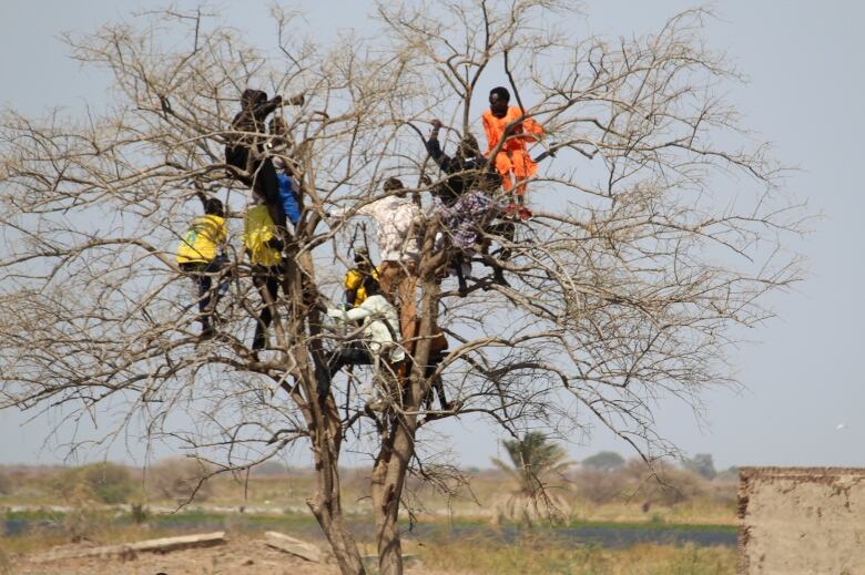 Several people stand on the branches of a tree.