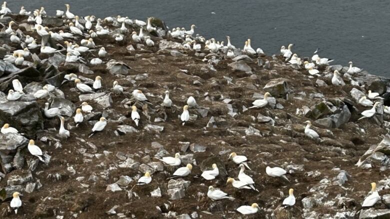 Birds gather on a rocky coastal cliff.