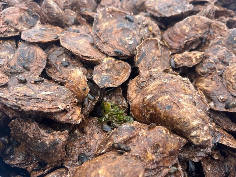 Freshly caught PEI oysters with seaweed.