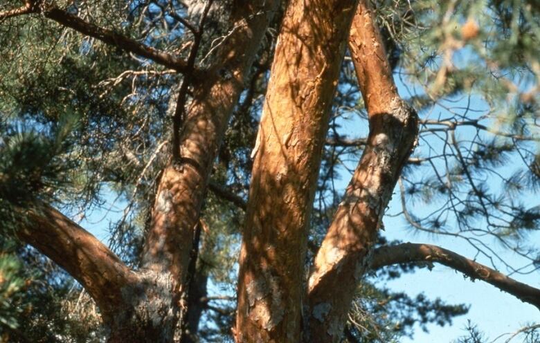 a scots pine tree