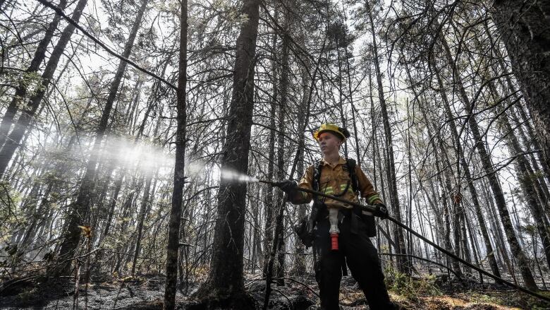 A firefighter surrounded by burned trees aims a fire hose.