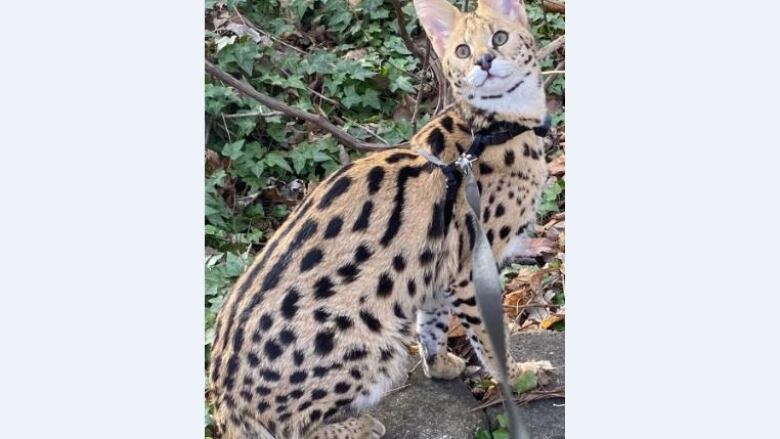 A picture of a large cat with cheetah-like markings