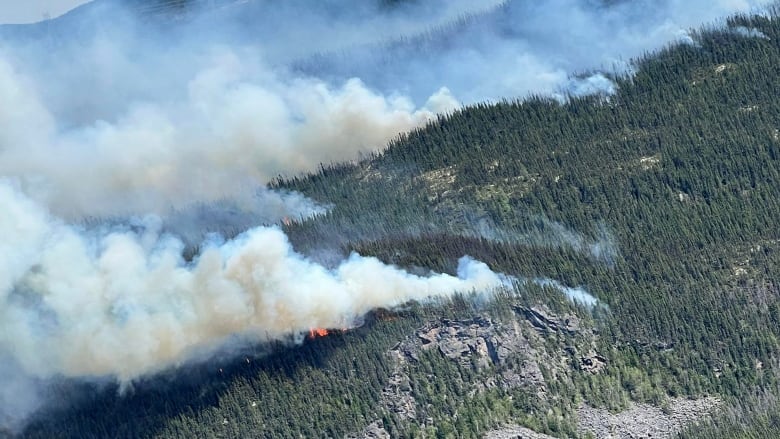 Fire burns through trees. 