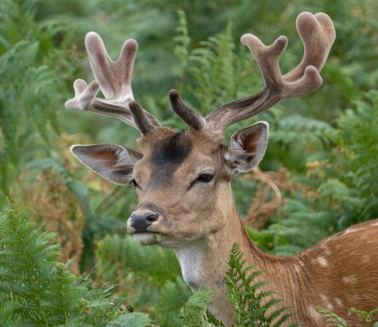 Photo of red deer