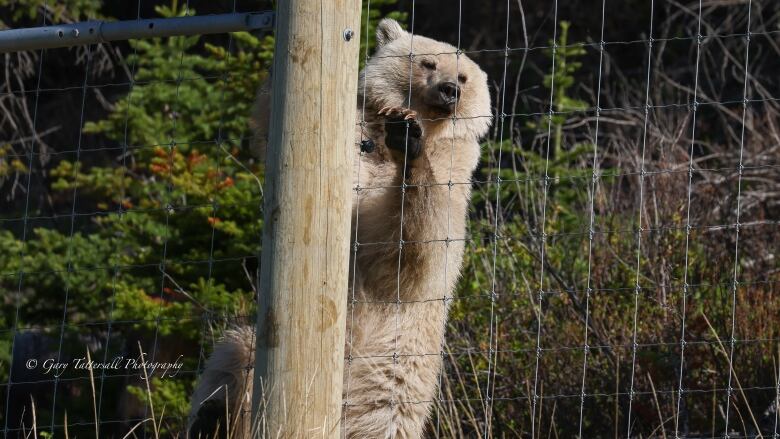 A white grizzly bear is pictured climbing a fence.