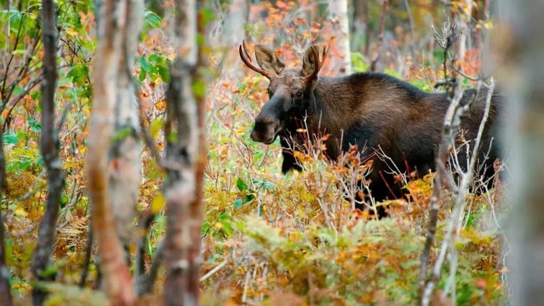 Moose in woods