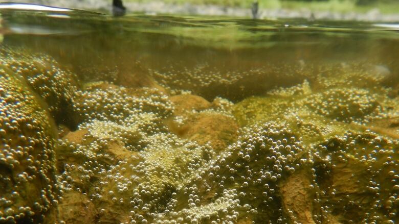 An underwater view of slime and bubbles on the rocky surface