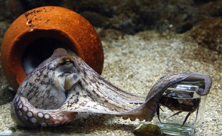 An octopus that's white with black spots is hanging out in front of a copper-coloured pot where it's got a couple of its arms resting on a jar with a crab inside.