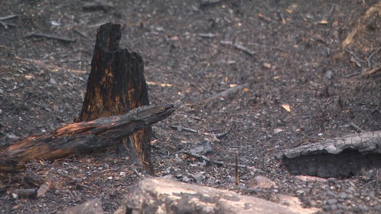 A burned stump protrudes from the ground after a wildfire.