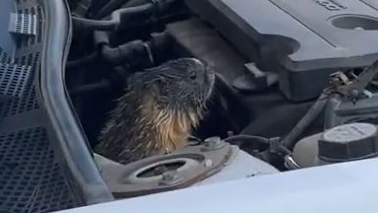 A marmot is seen peeking out from near the engine of Devin Ruston's vehicle in Williams Lake. 