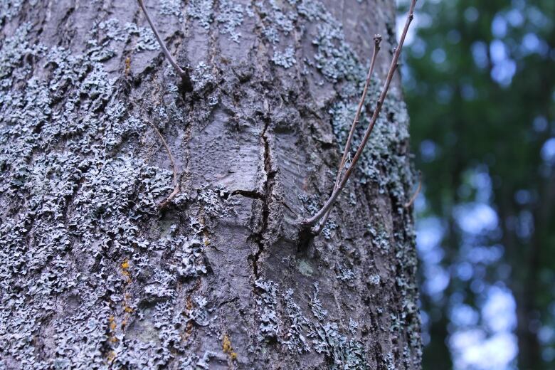 Cracked bark on an oak tree. 