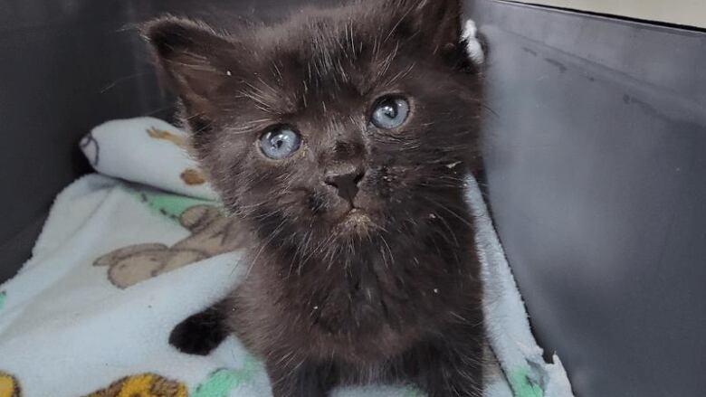 A black kitten with blue eyes sits in a pet carrier and looks solemnly at the camera.