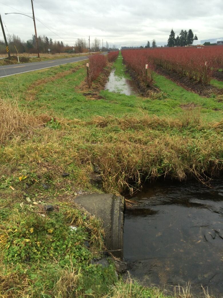 A creek is pictured flowing through farmland on a fall day. 