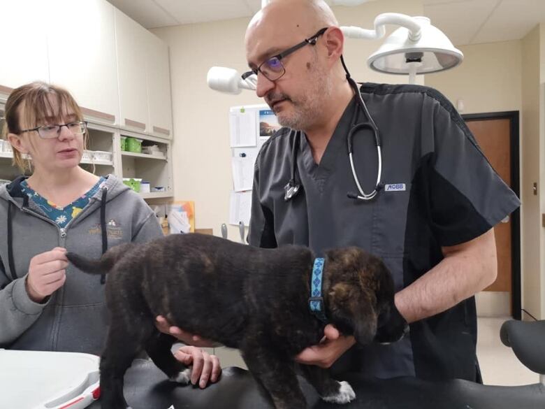 A man in green uniform and a woman are treating a dog inside a clinic room.