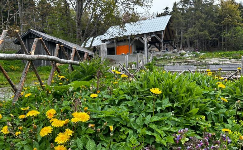 A garden with a building in the background. 